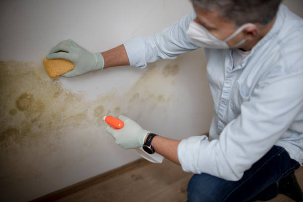 Best Crawl Space Mold Remediation in Westminster, TX