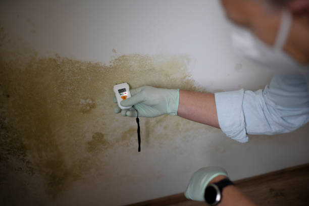 Best DIY Mold Remediation Support Services in Westminster, TX