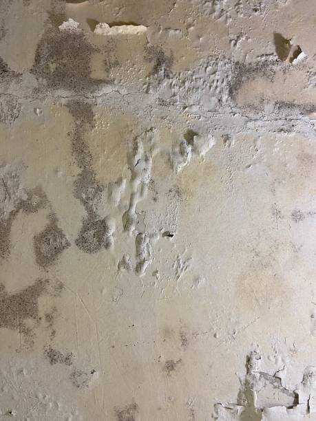 Best Residential Mold Remediation in Westminster, TX