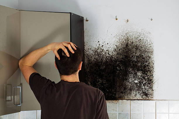 Best Bathroom Mold Remediation in Westminster, TX