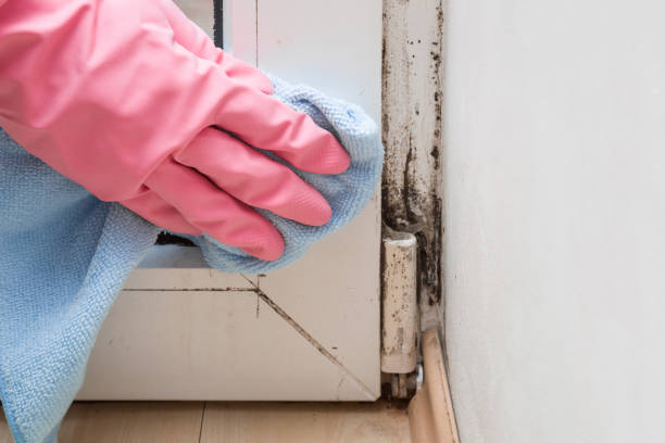 Best Health and Safety Mold Remediation in Westminster, TX